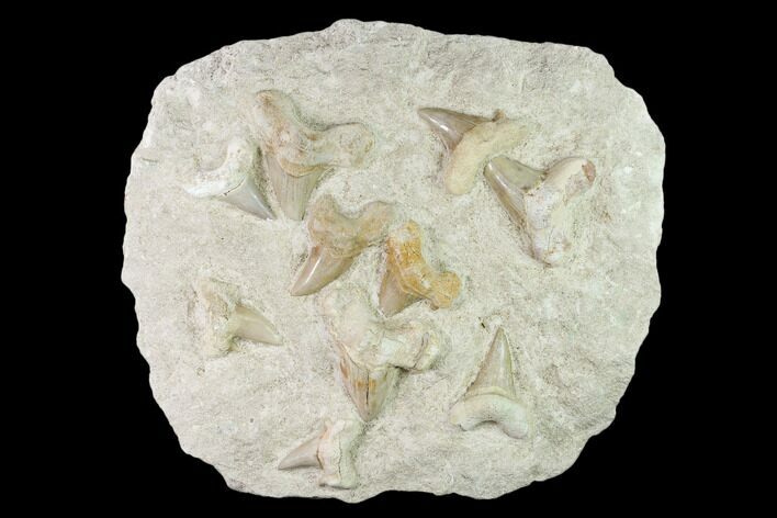 Fossil Mackeral Shark (Otodus) Teeth - Composite Plate #137337